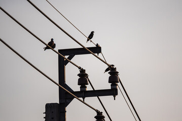 Fototapeta na wymiar Bird perched on electric cable