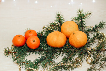 Clementines and tangerines on a spruce branch on a christmas background.