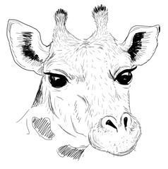 Giraffe. Portrait of a black and white giraffe head. Graphic drawing animals of Africa. Wild animals. Picture on the wall, print on a T-shirt.