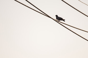 Bird perched on electric cable