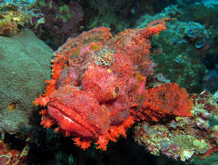 Fototapeta na wymiar Front view of a Bearded Scorpionfish resting on corals Boracay Philippines 