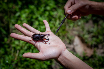 A large beetle on a log, a beautiful horned beetle perched on a tree, looks natural.