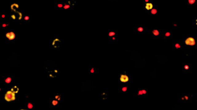 Colorful points , dots live and die. Viral mutations reproduce, explode , die-off . Mutations reproducing. 3d animation rendering - Powered by Adobe