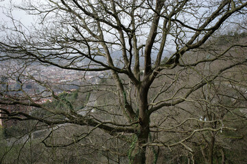 Tree in a forest