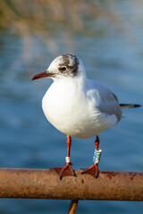 Black-headed gull (Chroicocephalus ridibundus), grey winged white seagull, with beak and red legs with leg ring