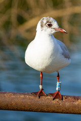 Black-headed gull (Chroicocephalus ridibundus), grey winged white seagull, with beak and red legs with leg ring