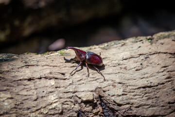 A large beetle on a log, a beautiful horned beetle perched on a tree, looks natural.