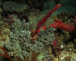 A red Velvet Ghost Pipefish Boracay Philippines