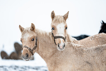 Two ponies cuddling on snowy pasture. Cute photo of horse friendship.