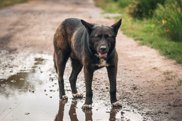 A large homeless black dog with a sad look stands in a muddy puddle