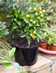 Calamansi also known as calamondin, growing in a pot