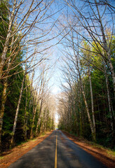 road through the forest in early spring