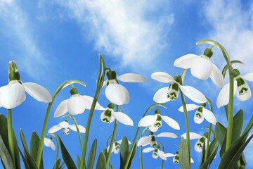 Beautiful tender spring snowdrops outdoors against blue sky