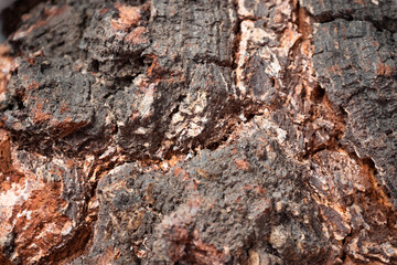 The texture of natural birch. Background close-up