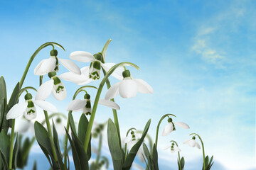 Beautiful tender spring snowdrops outdoors against blue sky