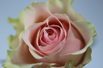 beautiful natural hot pink rose on a white and gray background