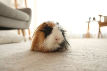 Adorable guinea pig on floor indoors. Lovely pet
