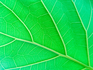 close up of green leaf