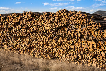 huge stack of raw logs at an industrial logging operation