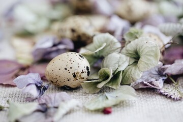 Fototapeta na wymiar quail eggs among dried flowers and leaves. close-up