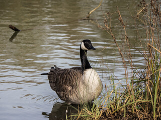 CANADA GOOSE - PRUNING HERSELF 