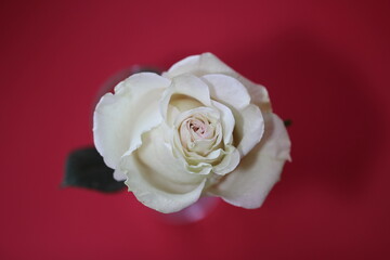 Сlose-up of the white rose isolated on a red background. Deep focus 