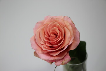 Pink rose isolated on white and gray background. Close-up photo flower for card
