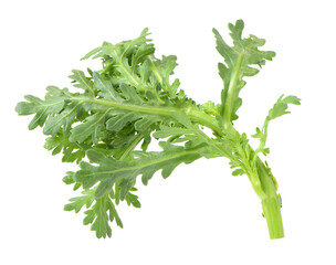 Escarole Endive on a white background