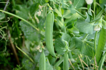 the green ripe peas with plant and leaves growing in the farm.