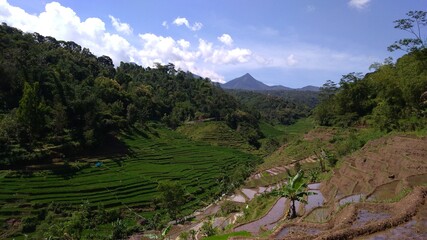 landscape with rice fields, mountains and sky