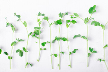 Fototapeta na wymiar Green pea sprouts in a row on the white table