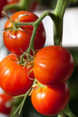 tomatoes on the vine in greenhouse