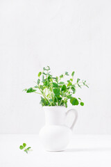 Green pea in a white clay jug on the white table