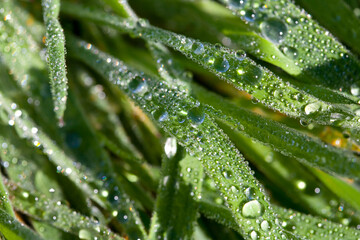 morning dew drops on blades of grass