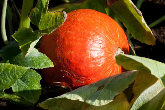 Winter Ambercup Squash Growing In The Garden