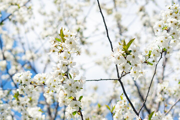 Spring blooming cherry trees with white flowers in the garden against the blue sky