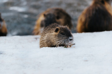 young coypu by the river during winter