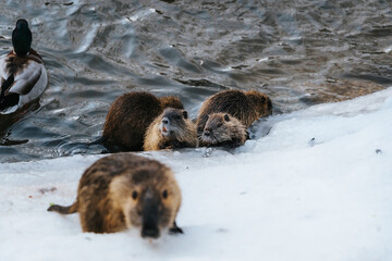 group of coypu by the river during winter