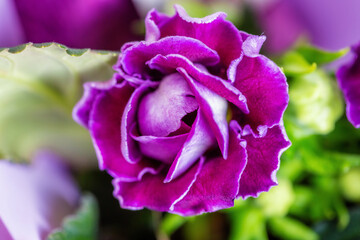 Close-up of Gloxinia flowering colorful houseplants cultivated