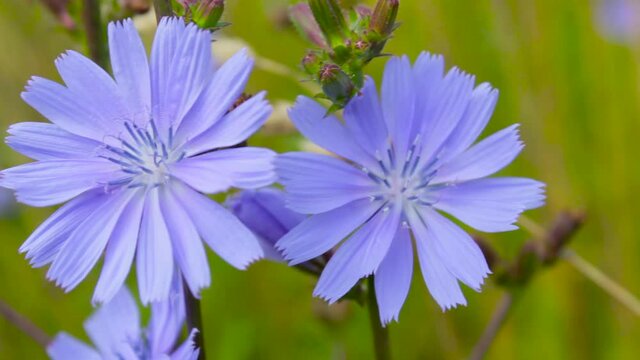 chicory plant,wild chicory plant blooms in the field, chicory for making coffee