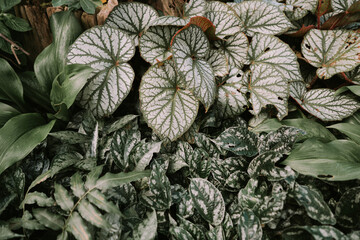 Fototapeta premium Polka dot plant and Heart of jesus in Queen Sirikit botanical garden in Chiang Mai