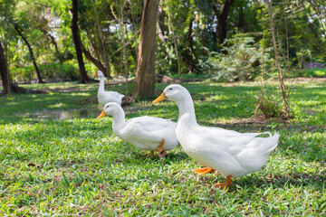 Flock of  Yi Liang ducks, the body is white and yellow platypuses which they are eating their food while walk in the green garden.