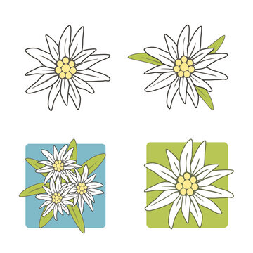 Edelweiss-Set, Vektor-Illustrationen mit und ohne Hintergrund, mit und ohne Blätter, grün, türkis, weiss