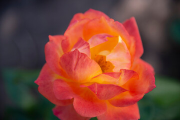 A large red-orange rose on the background of a green garden. Selective focus. The concept of flowers