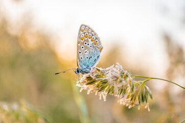 Butterfly profile - Common blue, on a stalk of grass, in its natural environment 