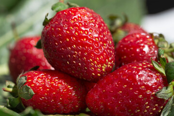 Large red strawberries close up on a blurry background of green leaves. The concept of healthy berries