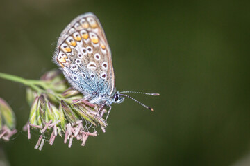 Fototapeta na wymiar Butterfly profile - Common blue, on a stalk of grass, in its natural environment 