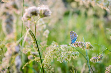Butterfly profile - Common blue, on a stalk of grass, in its natural environment 
