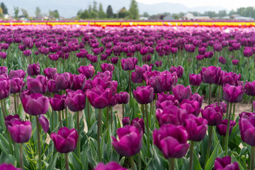 beds of blooming tulips on a farm