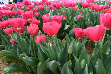Tulip field in  Australia
